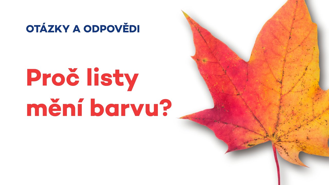 Proč listy na podzim mění barvu?