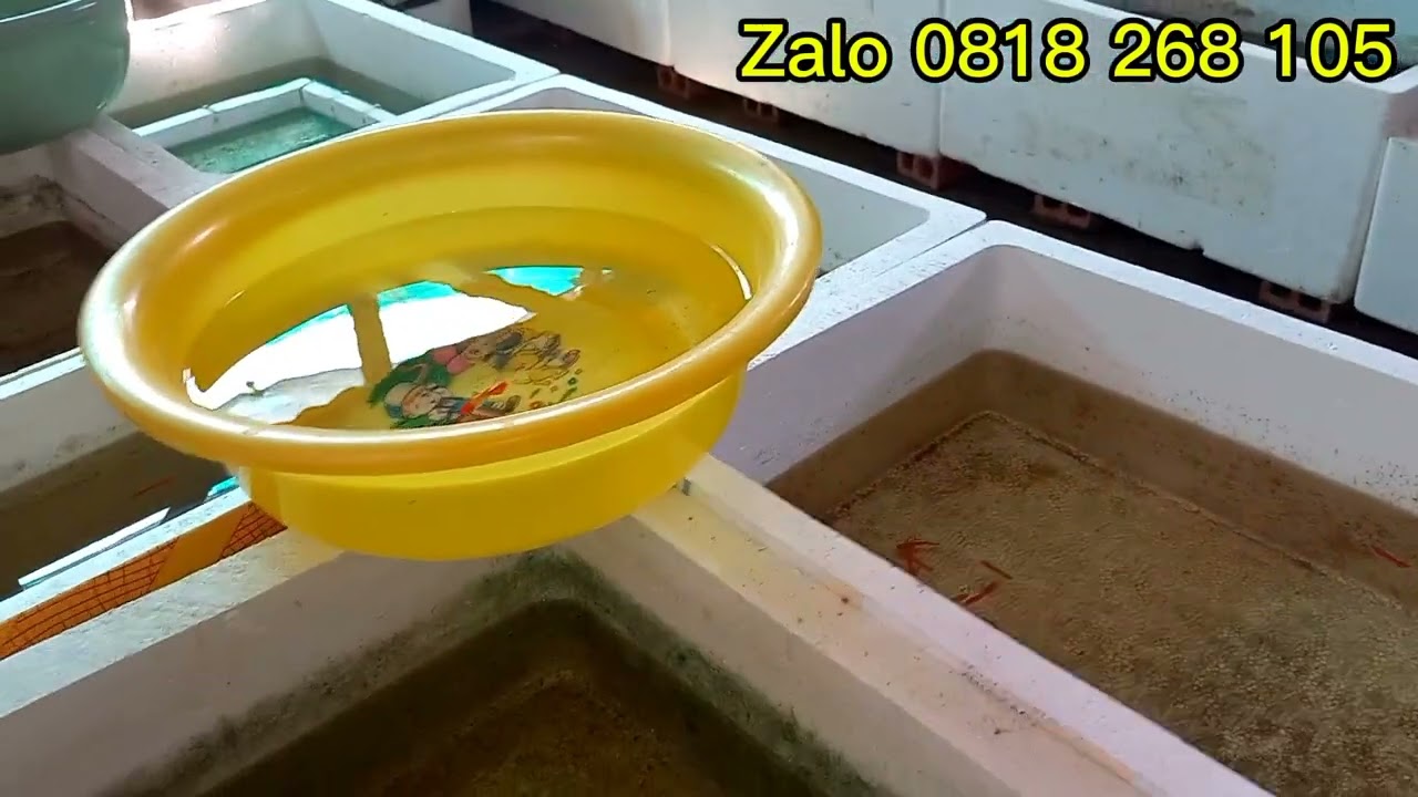 LÊN TÍP COMBO GIÁ SIÊU MIỀM MẠI CHO ACE .