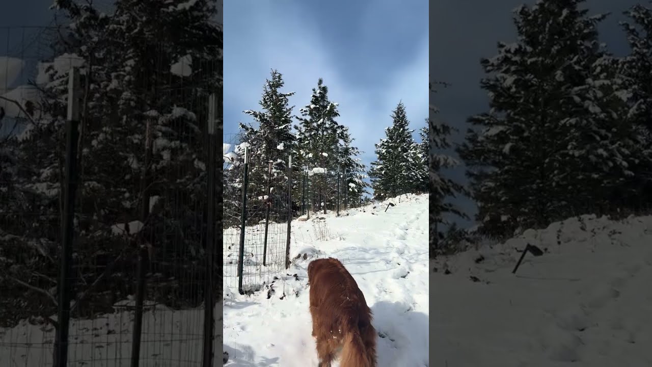 Winter snow hike with Cedar - full hike