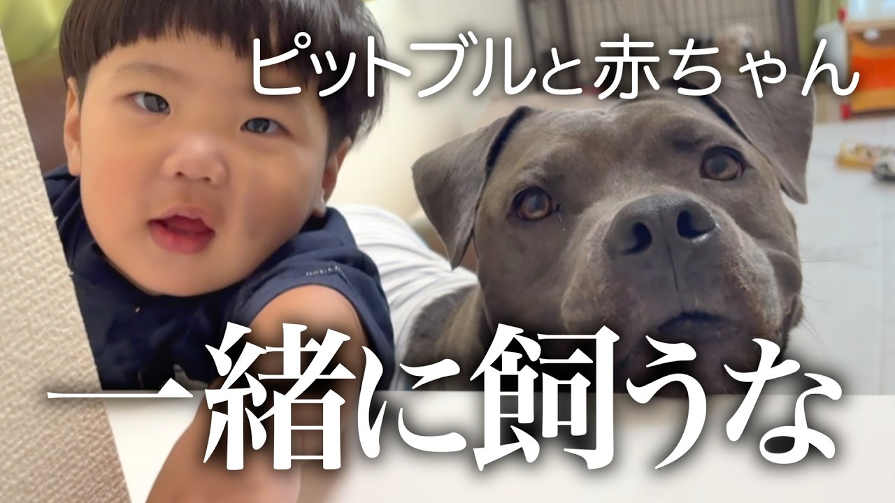 ピットブルと赤ちゃんは一緒に飼ってはいけないらしい