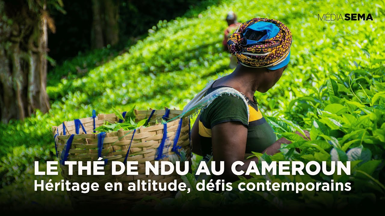 Le Thé de Ndu au Cameroun – Héritage en altitude, défis contemporains