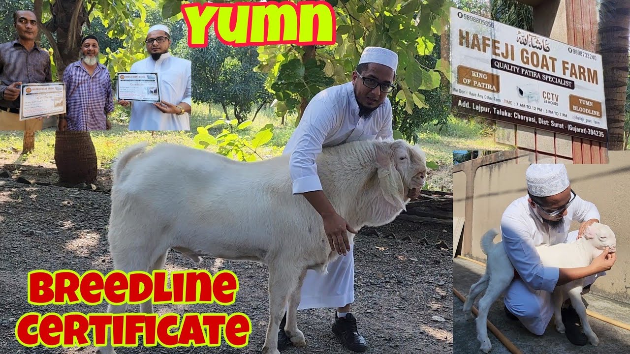Success Story Of Hafeji Goat Farm | Yumn Ki Certified Breed All India | Lajpor Surat.