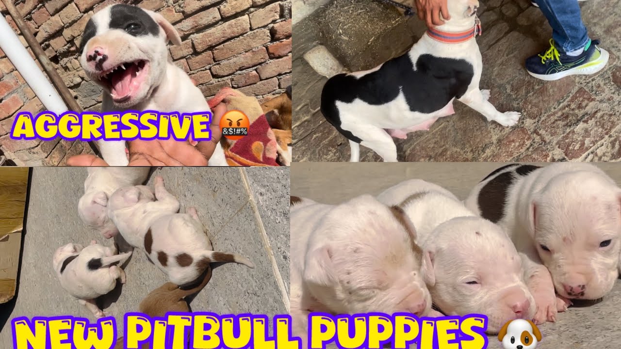 Ghandi ka puppies se mila 😨 chota puppy na attack kar diya 🤬@NikhilPetHouse 