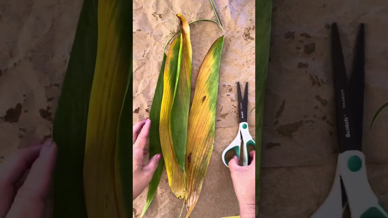 Ti leaf rose tutorial.