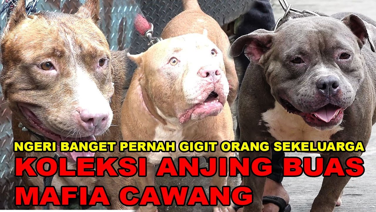 KOLEKSI PITBULL BUAS & GALAK MANTAN MAFIA CAWANG