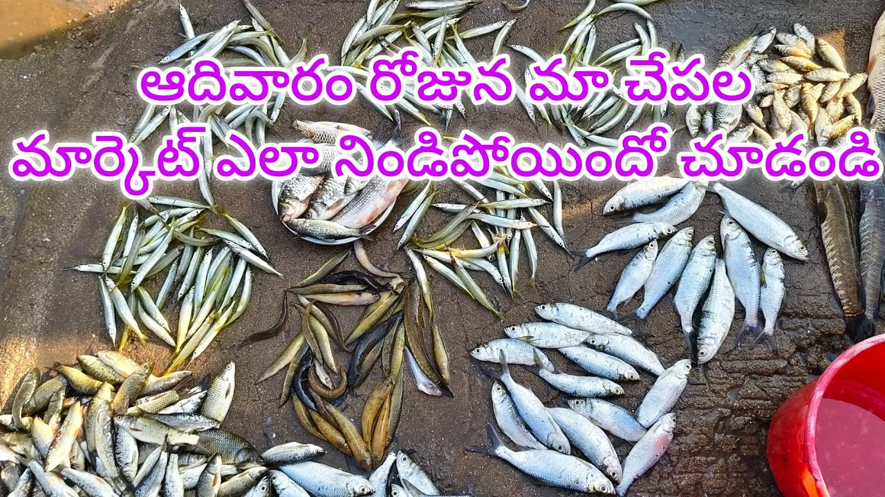 ఆదివారం చేపల మార్కెట్ ఫుల్ రష్ 🐠🐟||
