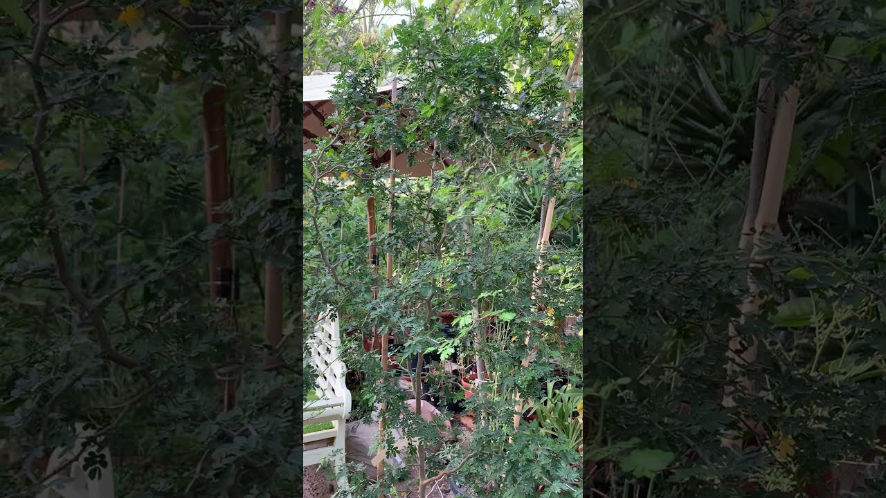 Acacia senegal