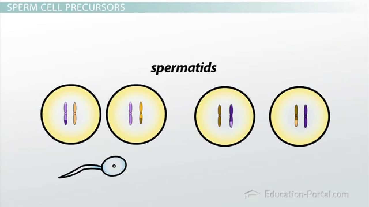 Spermatogenesis