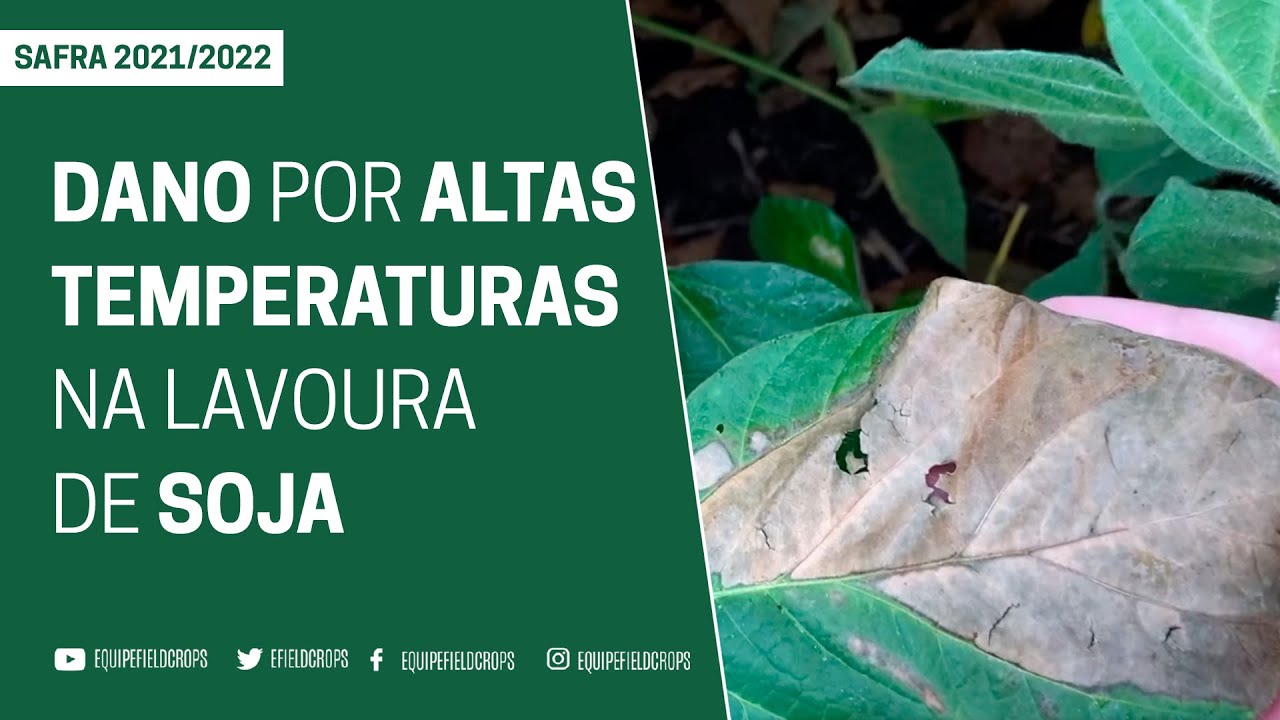DANOS POR ALTAS TEMPERATURAS NA LAVOURA DE SOJA