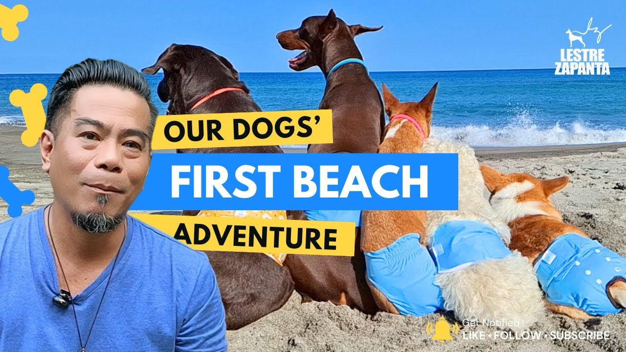 Our Dogs' First Beach Adventure