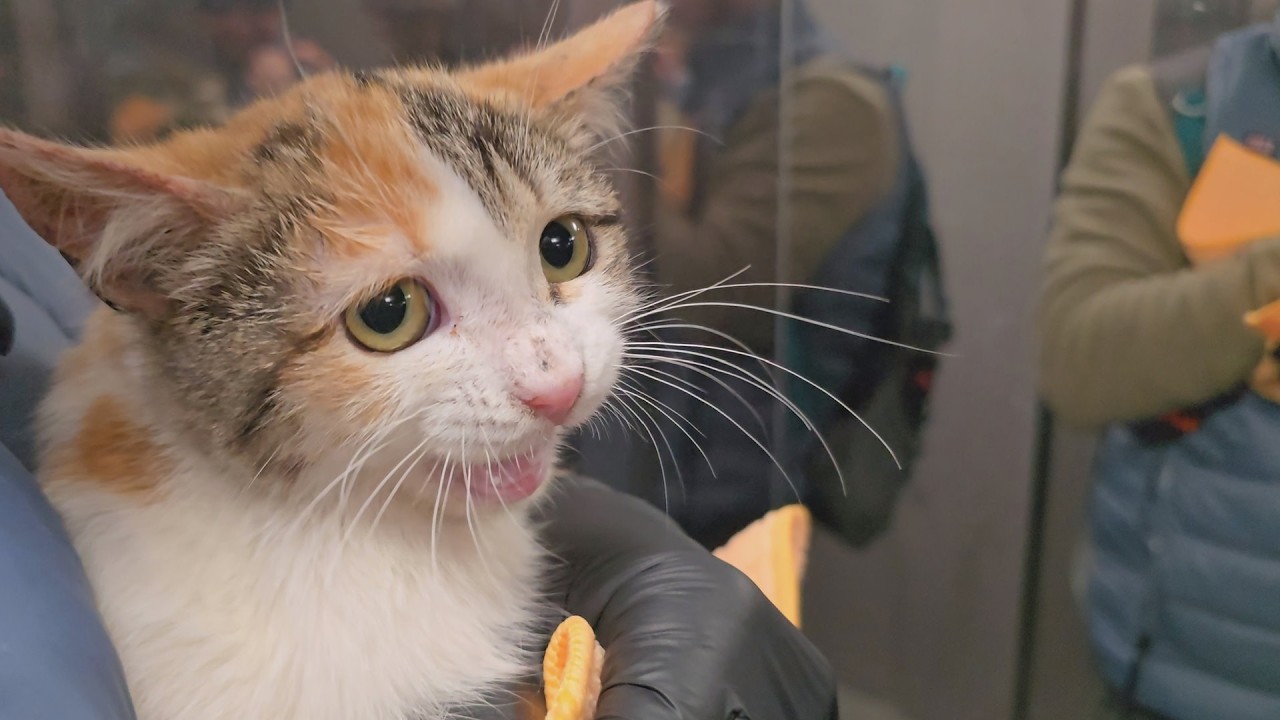 I Went to Feed the Cats… Came Home with a Kitten That Needs Saving! 😿🐾 | Cat Rescue Story (Part 2)