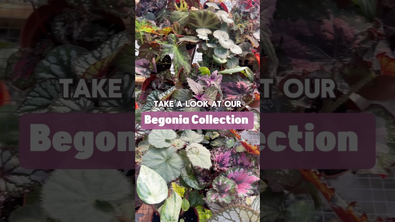 Our Begonia collection is full of VERSATILITY 🤩🪴🌈 #begonia #plantshop #plantseller #plants