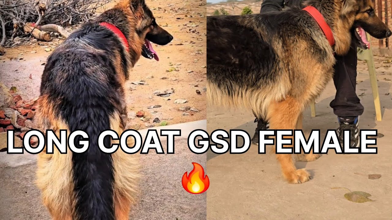 KCI REGERSTED LONG COAT GSD FEMALE