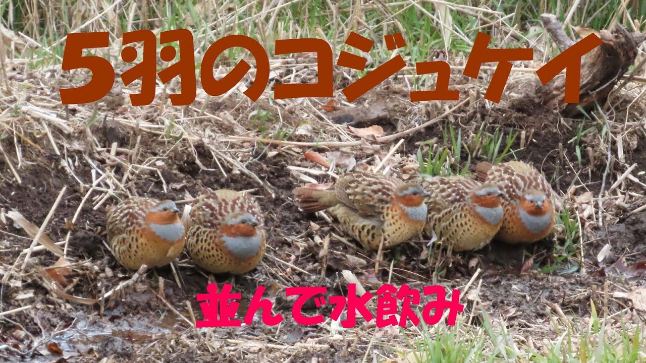 ５羽のコジュケイ