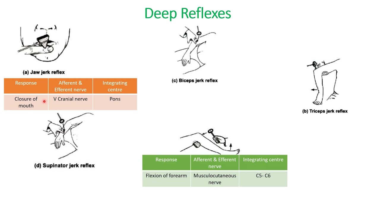 Demonstration of reflex activity