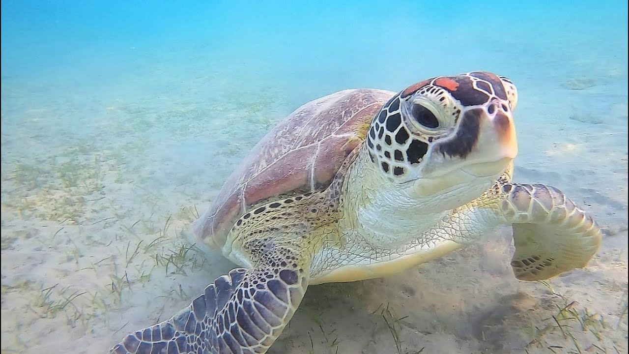 Marsa Alam 2019! Steigenberger Coraya bay snorkeling!