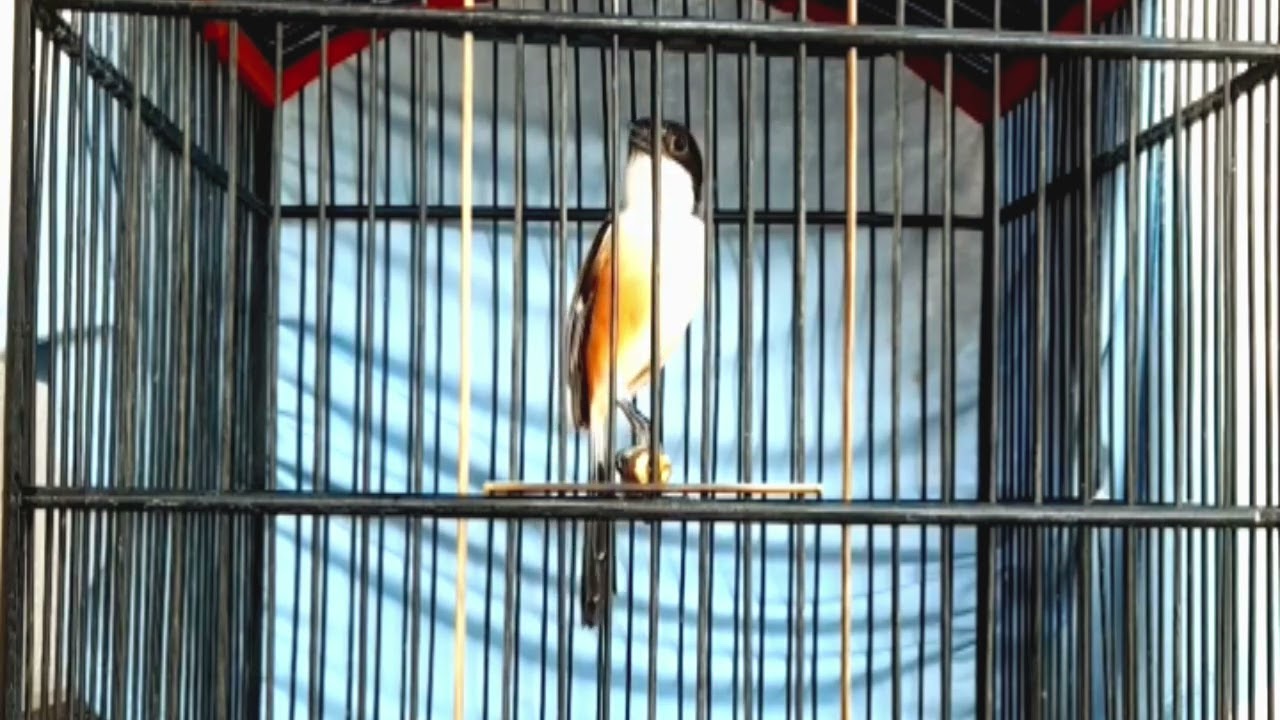 Pastolan ekor ngawet materi mewah bolo cocok buat masteran #cendet #cendetgacor #burung 
