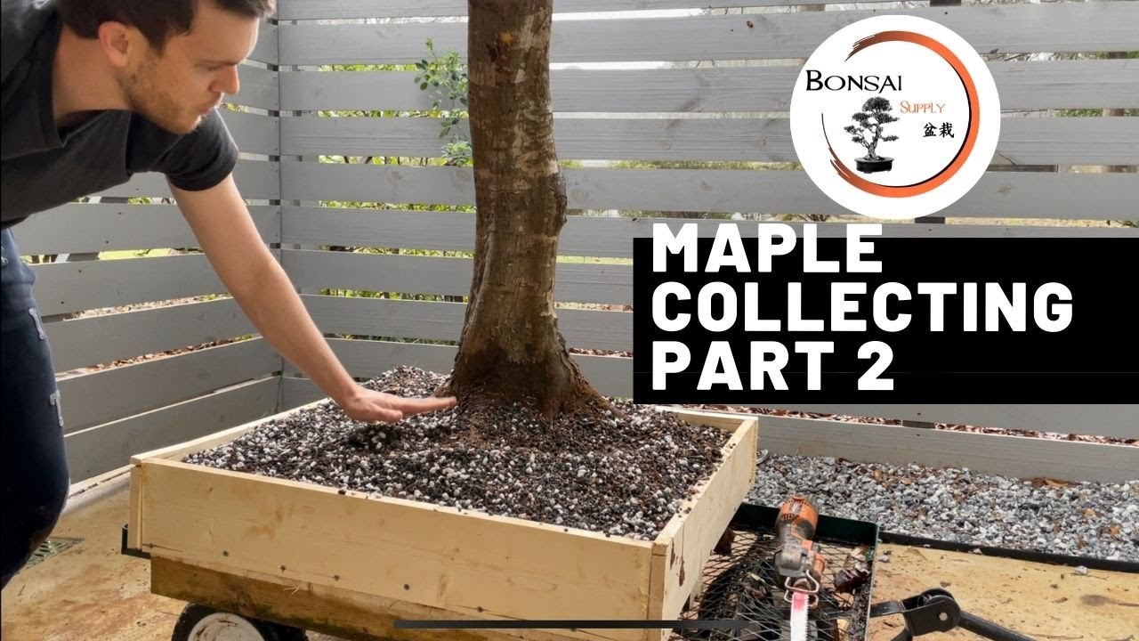Maple Collecting Part 2 | The Bonsai Supply