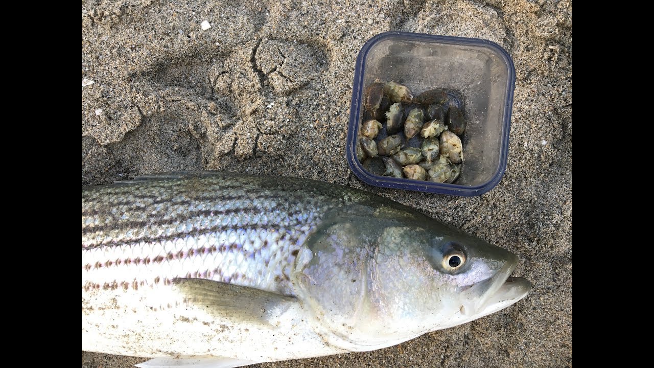 How to Catch More STRIPED BASS with Sand Crabs, Non-Stop Striped Bass Action