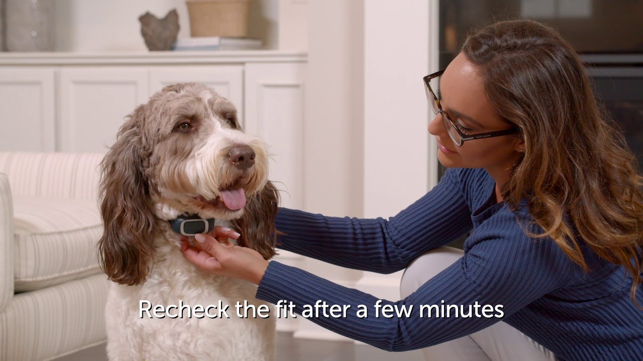 How to fit the PetSafe&reg; Bark Collar