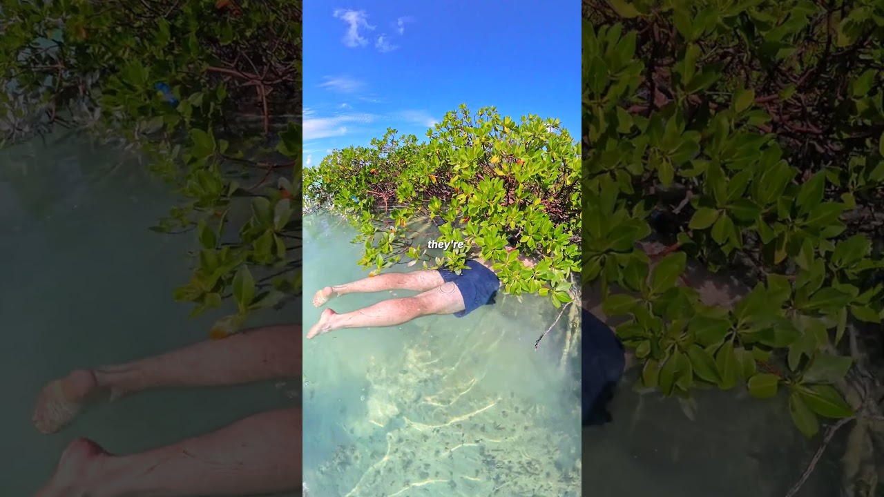 Foster Hill Vacation Activities | Mangrove Forests