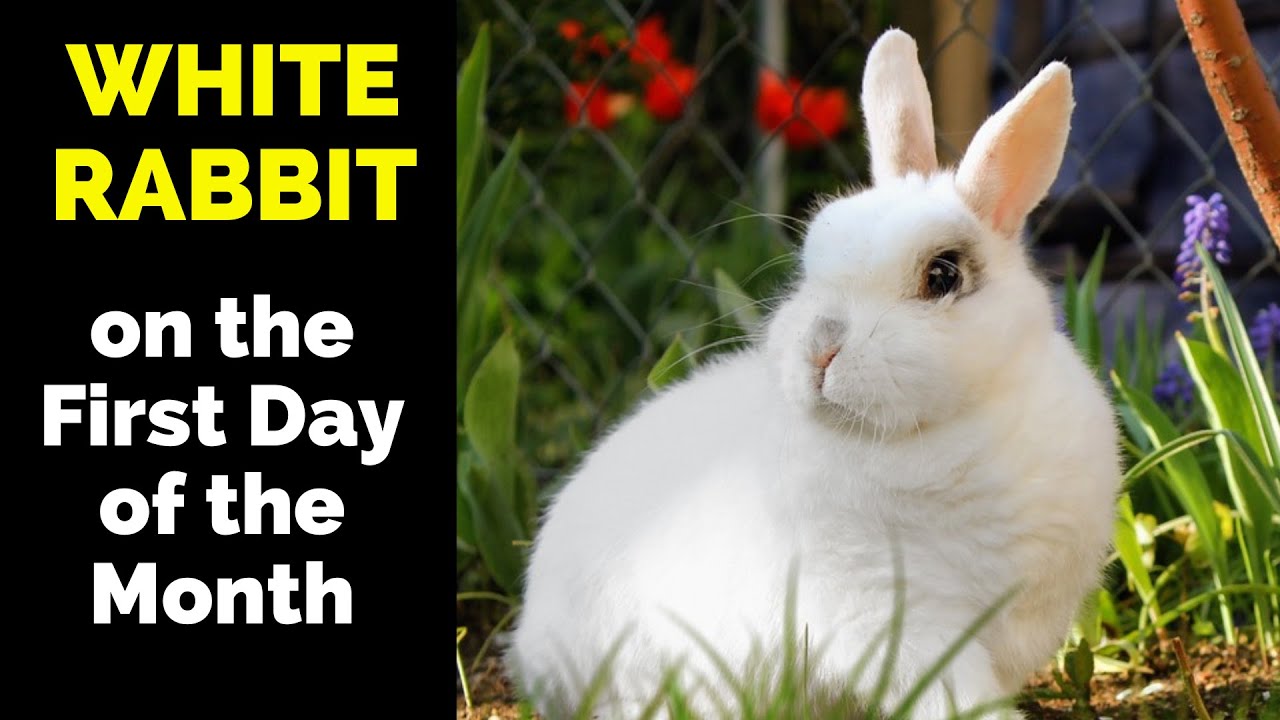 White Rabbits: Unraveling the Origins and Superstitions Behind Saying It