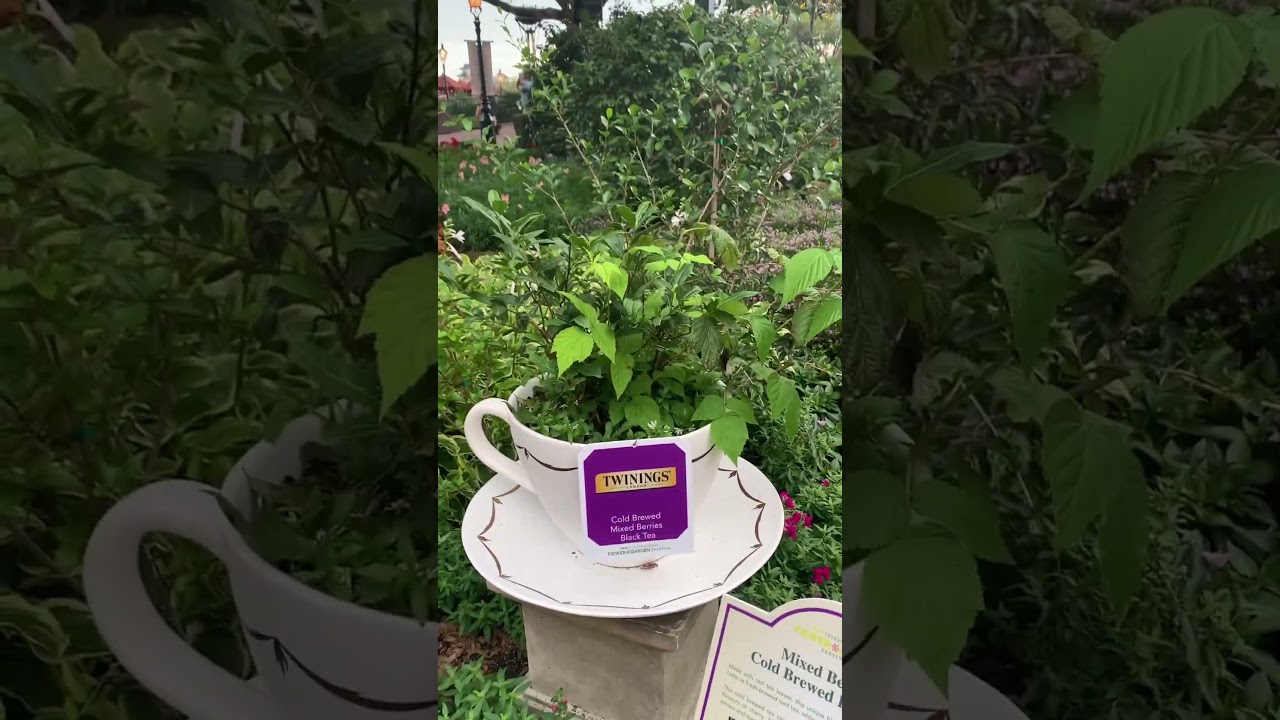 #tea #tour featuring #twinnings #flowerandgardenfestival #epcot #disneyworld #shorts