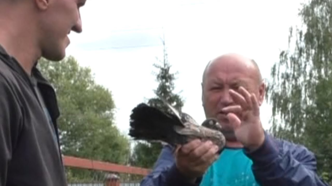 Голуби. Ступино - Тула.