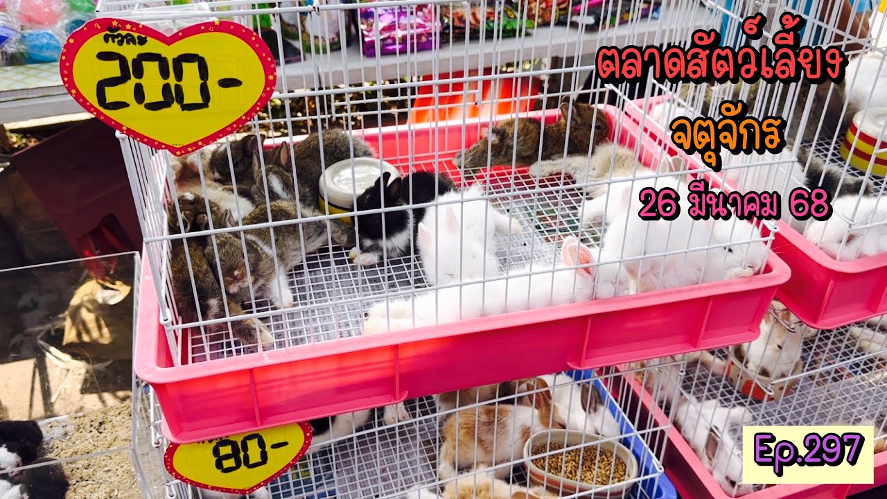 Zing’s Day l ตะลุยสัตว์เลี้ยงจตุจักร 26 มีนาคม 68 (Ep.297)