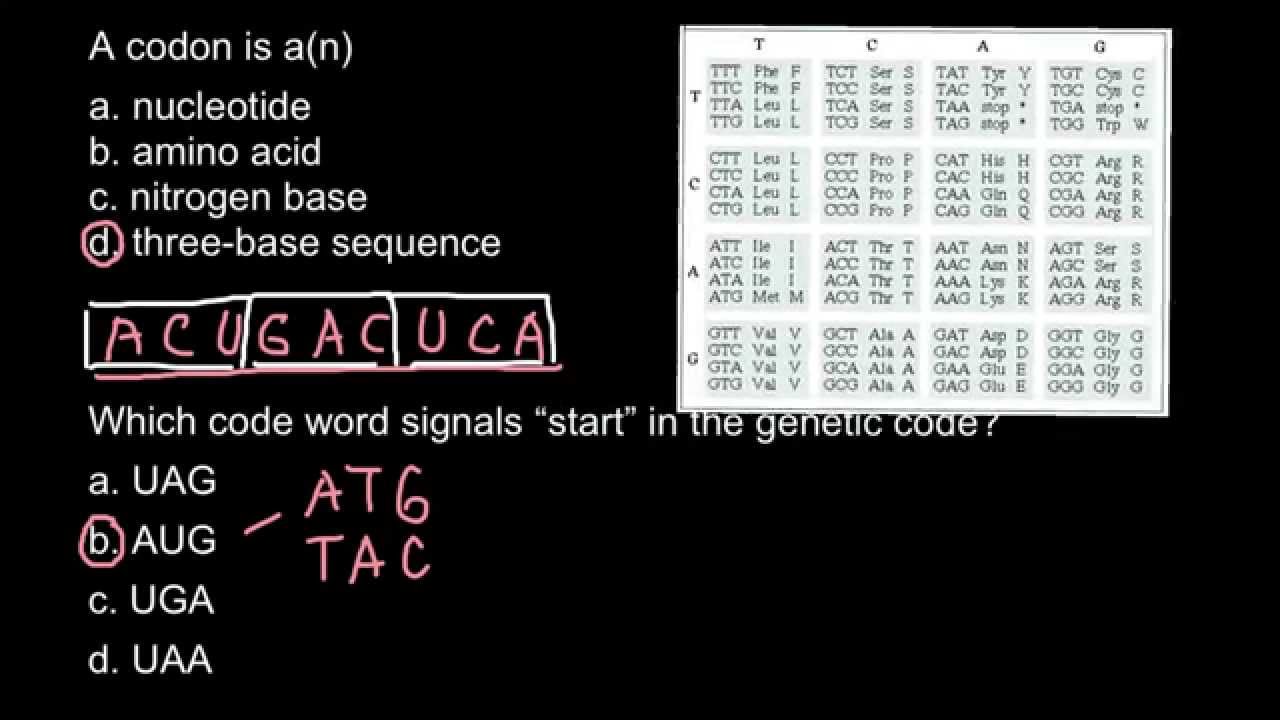 What is a codon?  Explanation.
