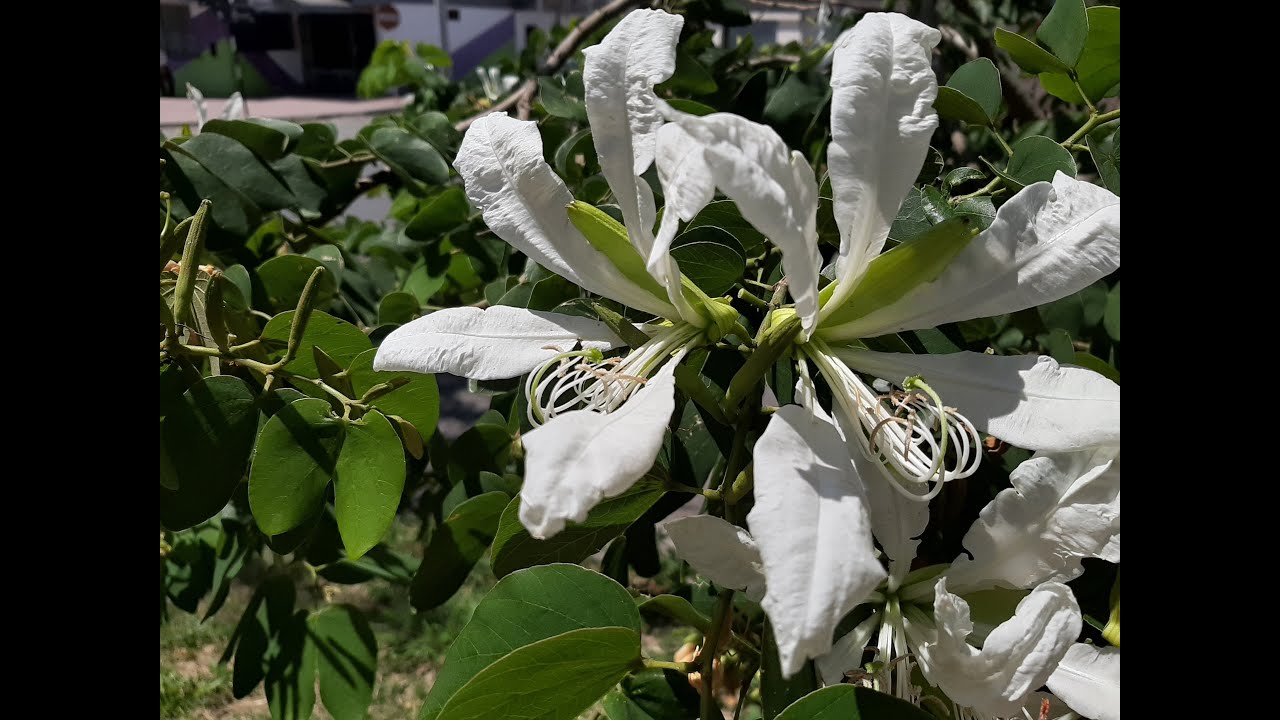 Bauhinia forficata - flora argentina - Árbol de las Orquídeas - Pata de vaca - Falsa caoba