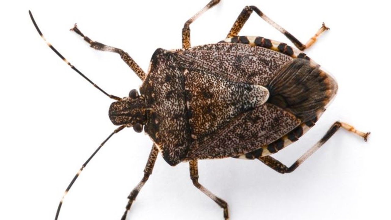How to Get Rid of STINK BUGS Naturally & FAST
