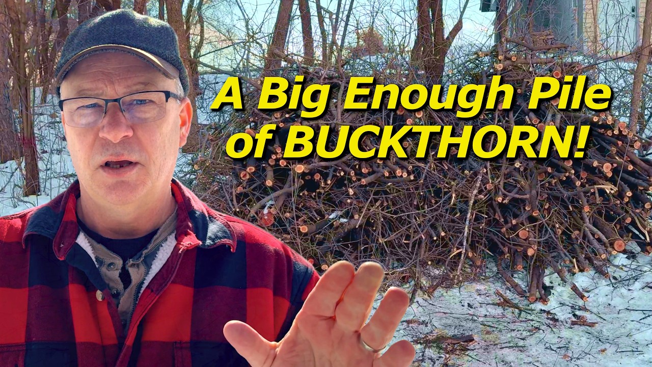 A Big Enough Buckthorn Pile — Time for Other Methods | Fud’s Back Yard