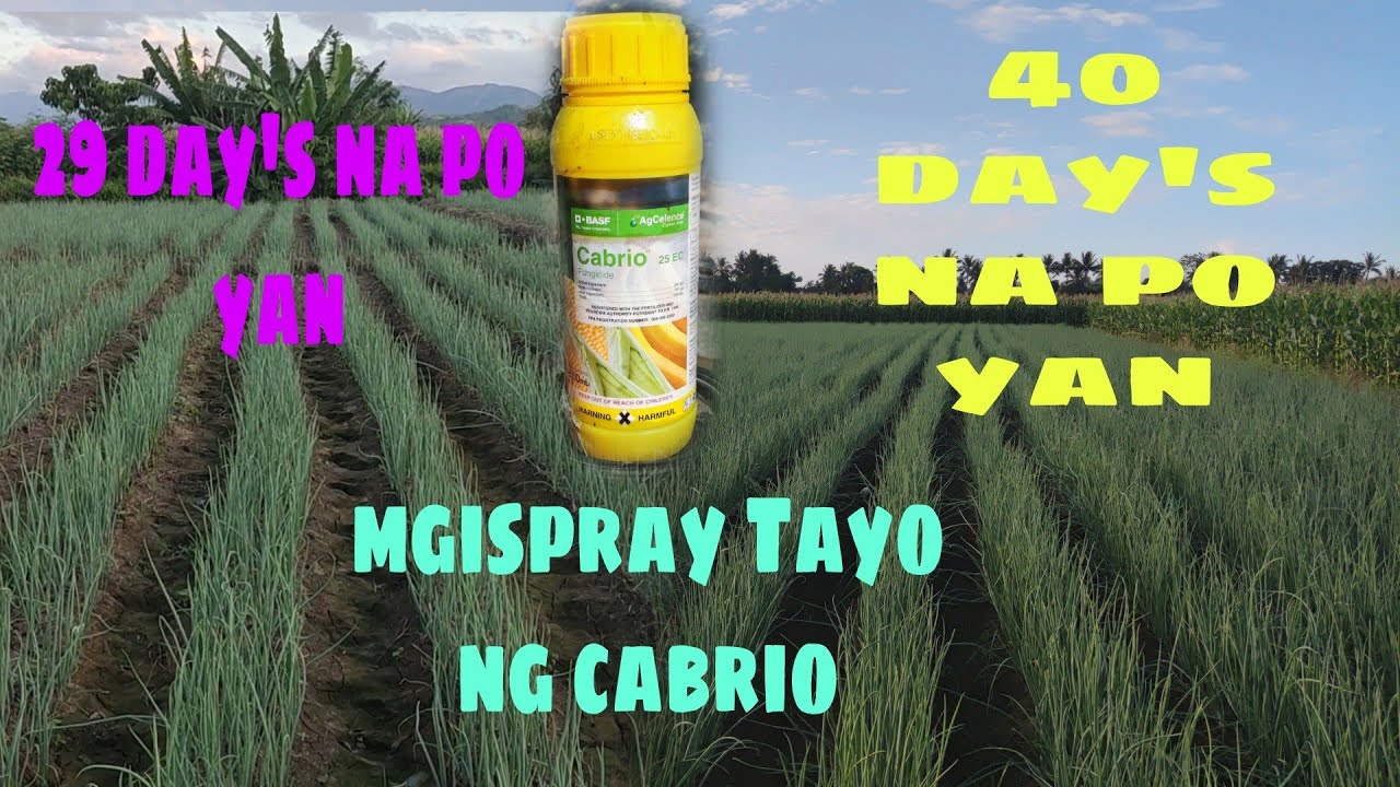 Mga kafarming Magiispray Tayo ng cabrio fungicide sa ating sibuyas