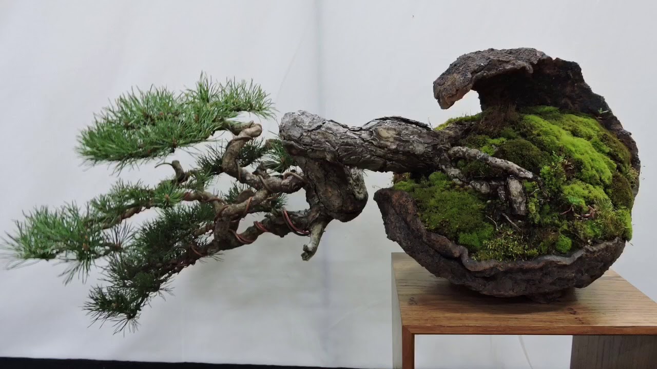 Bonsai Expo Show 2019 Part 2