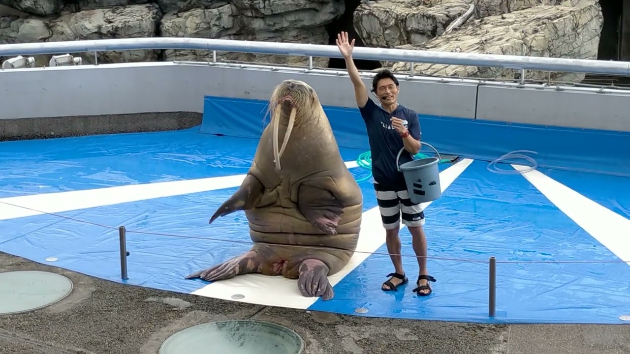 大分マリーンパレス水族館うみたまご 2023年9月8日　今日のお稽古タイムは大盛り上がりでした！