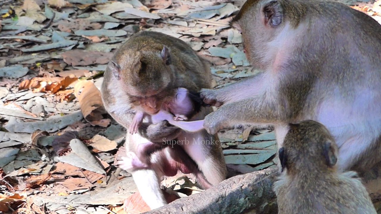 O/M/G...! Tiny baby Jiva to be guarded well by her young mother Jazzy from old Loni's @ctive