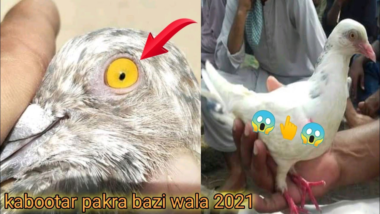 kabootar pakra 2021 | bazi wala | faisalabad pigeon