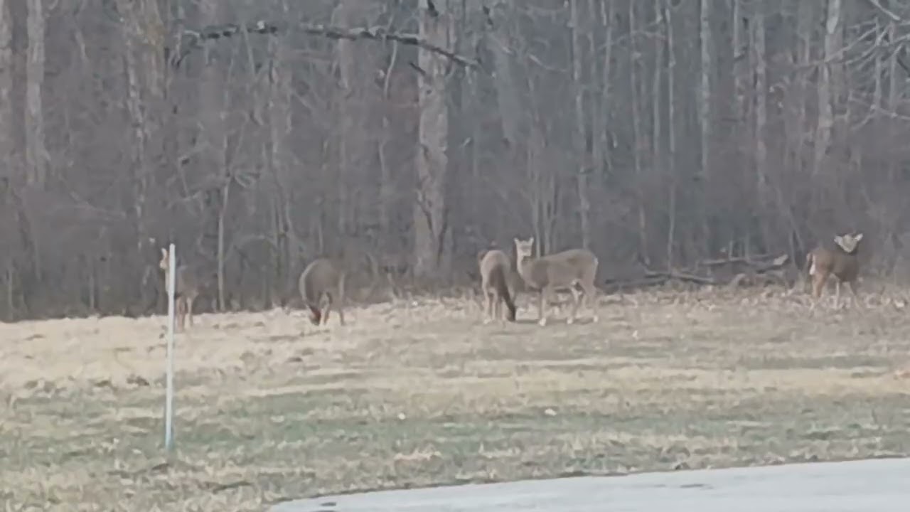 Whitetail Flags and Minor Disputes.             #oldschoolalaska #whitetaildeer 