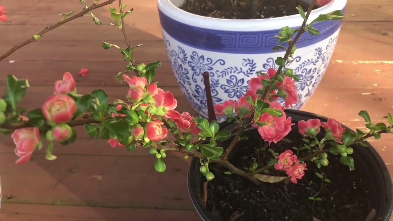 Loài hoa nở dịp Tết rất đẹp ở tiểu bang lạnh  (Quince -Đào Nhật bản) dễ trồng sống được trong tuyết.