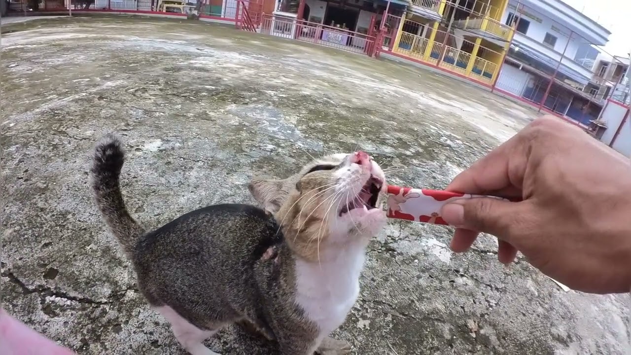 Kasian kucing sakit lagi di suapin malah di ajak b3r4nt3m 