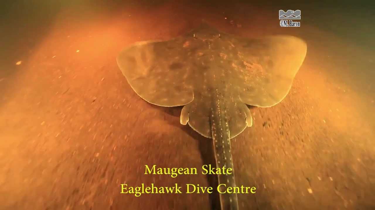 Maugean Skate - Zearaja maugeana - Tasmania, Australia (D)