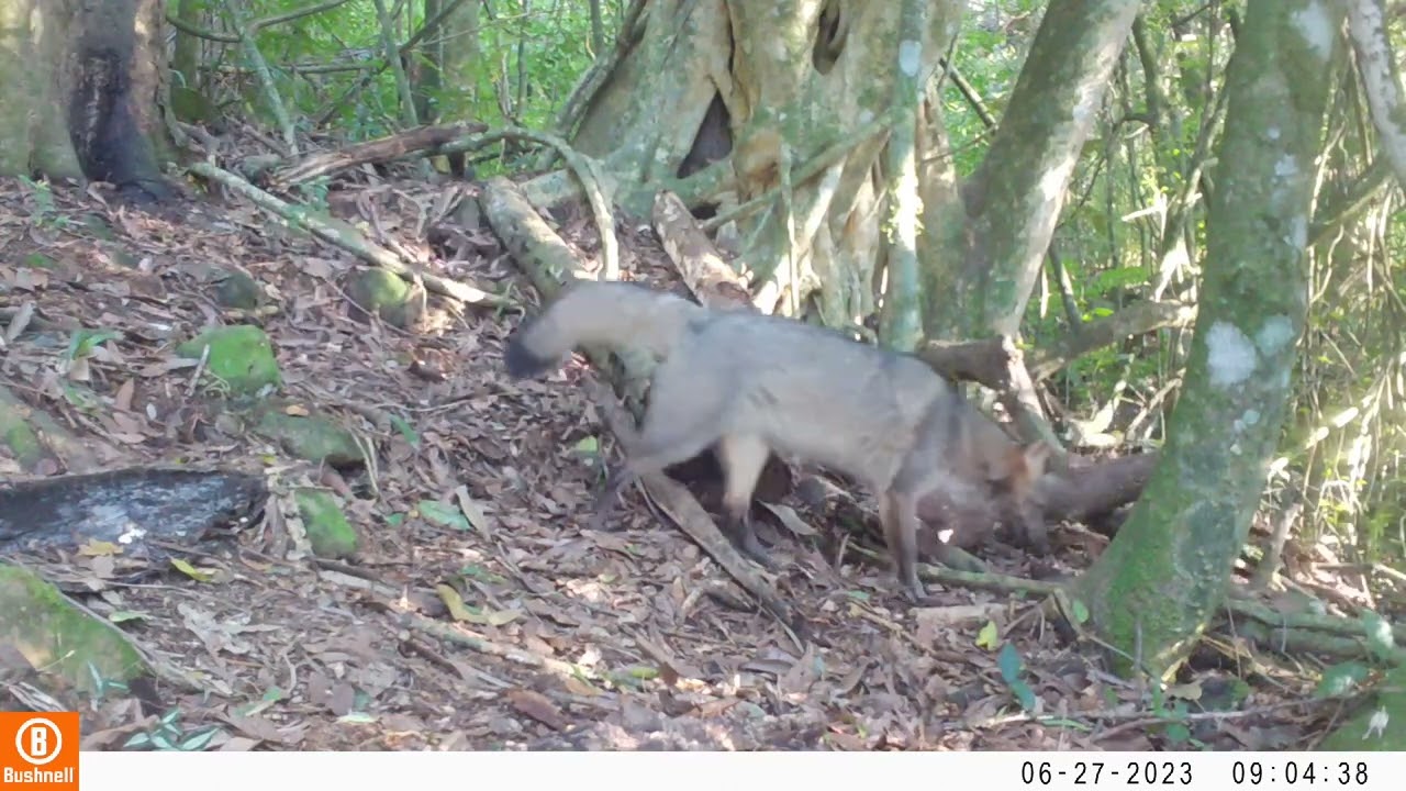 Fauna do RS: Graxaim do mato (cerdocyon thous)
