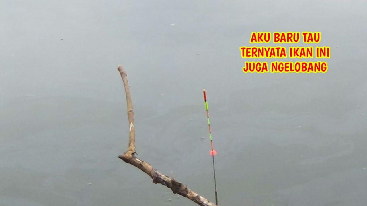 KALI INI BENER - BENER KAGET ‼️ GAK SANGKA IKAN NILA JENIS INI MASUK LOBANG JUGA #sarangikannila