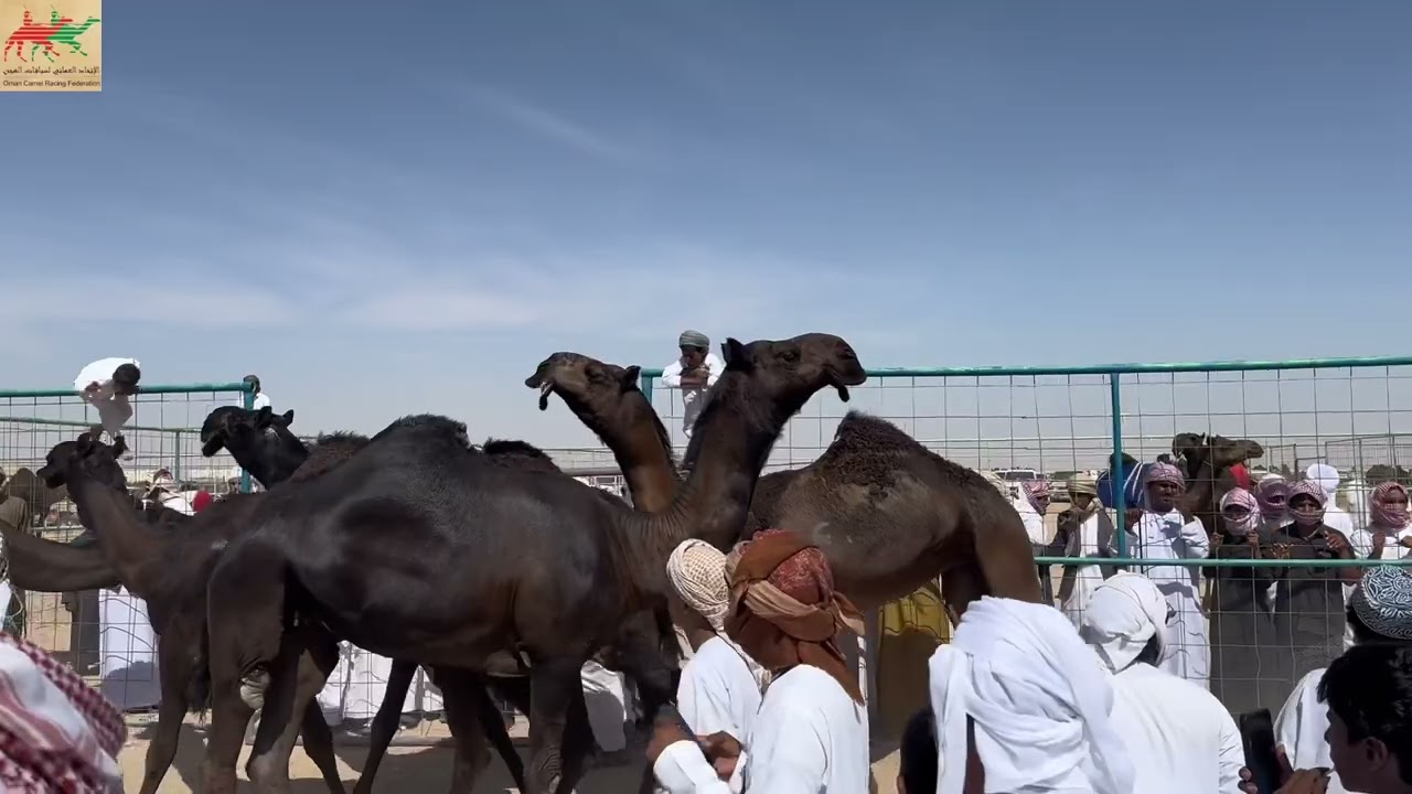 المهرجان السنوي لسباقات الهجن الاهلية للمزاينة بولاية ثمريت ٢٠٢٣ شوط التحدي اللقايا المجاهيم
