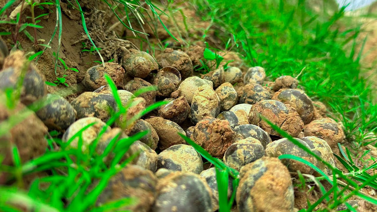 Top fishing snails ! Best video fisherman dig snails in canal by skill hand lot of