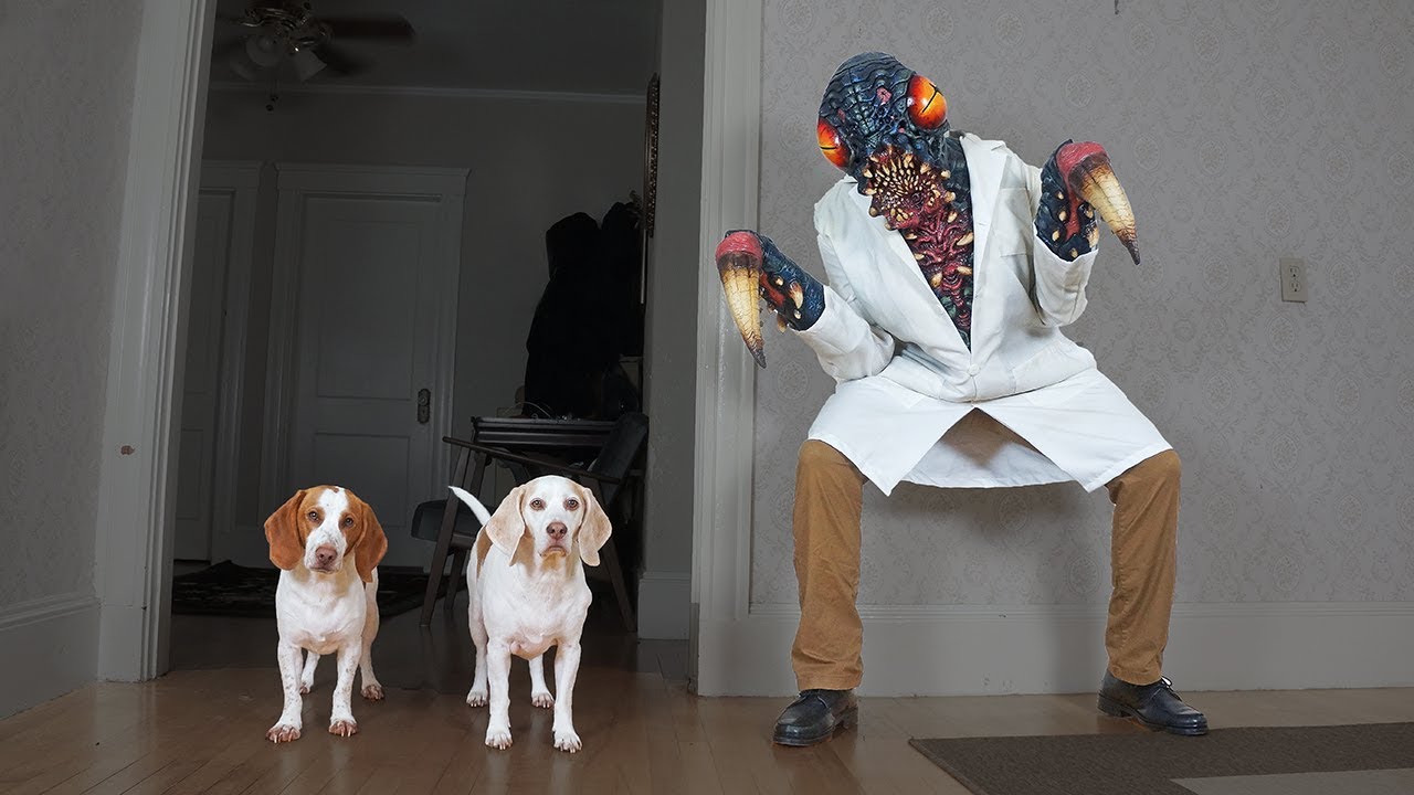 Dogs Attacked by Giant Bug! Funny Dogs Maymo, Penny, & Potpie