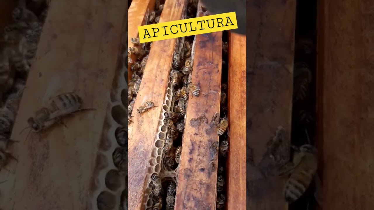 Revisando las colmenas #apicultura #apicultor #abejas #bee #andes #polen #miel #nature #vlog