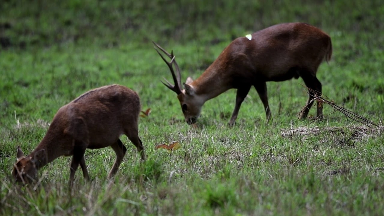 Hog Deer in East Thailand