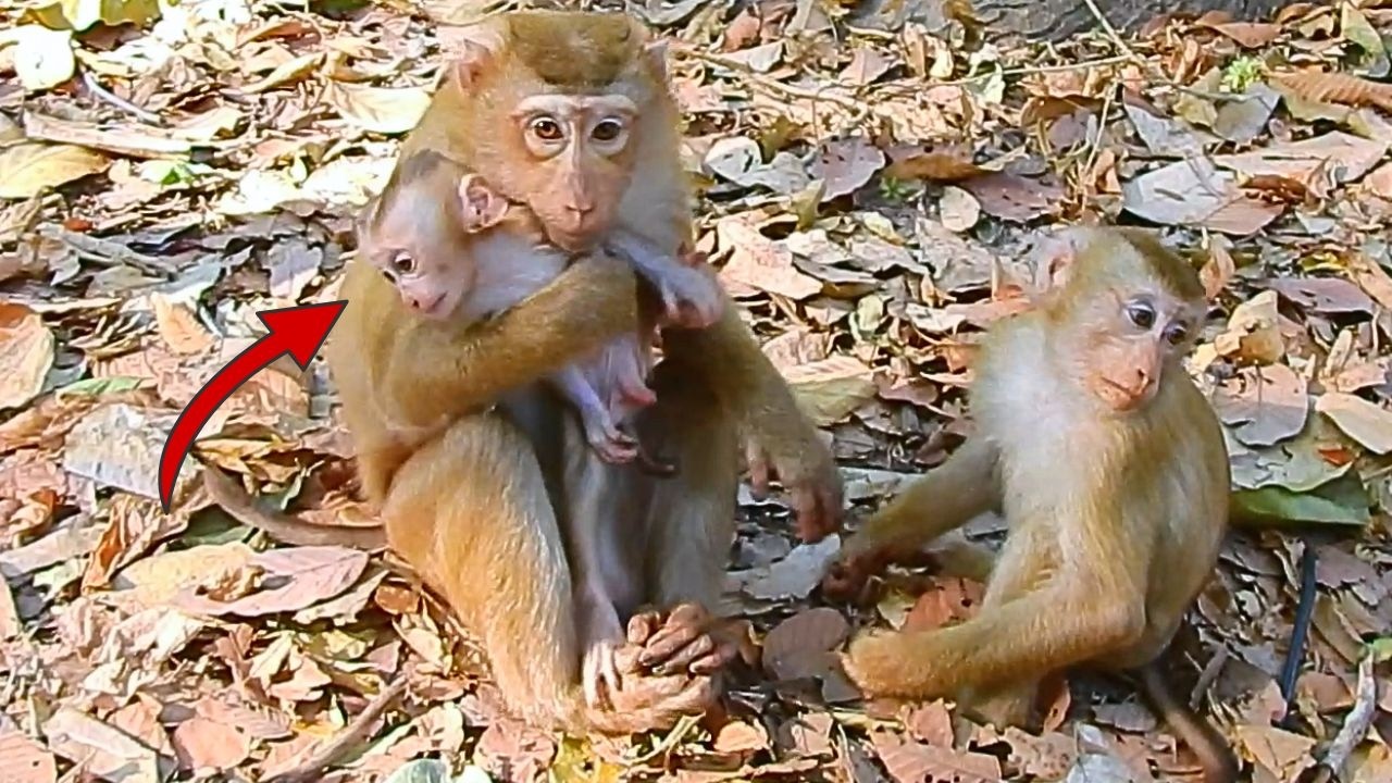 Oh, Monkey Amanda k.i.d.n.a.p.p.e.d. baby monkey Lucan from monkey Lauy.